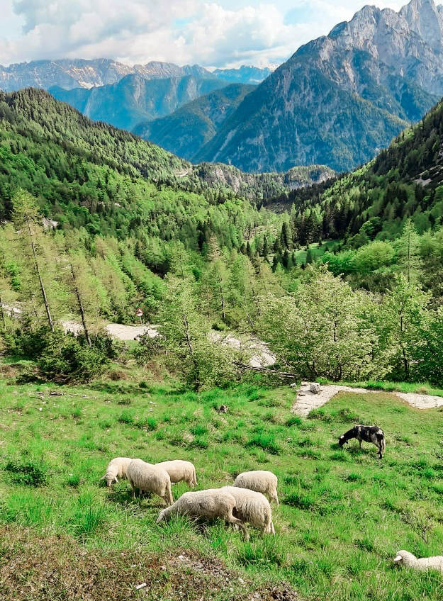 Slovenië